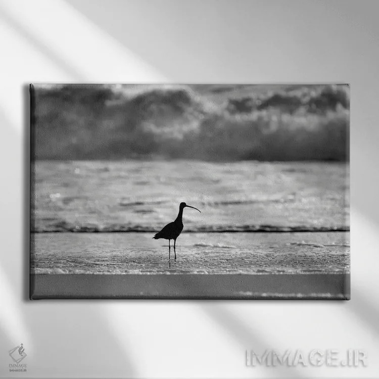 تابلو پرنده سنجابری (ساندپایپر) اثر دنیس فراتس - نمای روبهرو روی دیوار