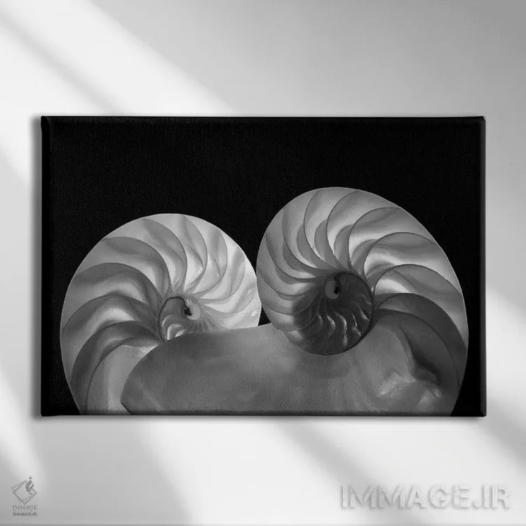 تابلو دو صدف دریایی اثر دنیس فراتس - نمای روبهرو روی دیوار