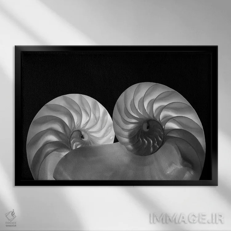 تابلو دو صدف دریایی اثر دنیس فراتس - نمای قابدار مشکی