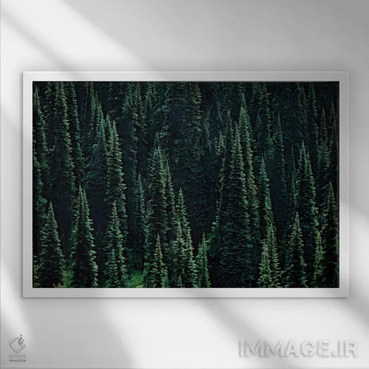 تابلو جنگل صنوبر اثر دنیس فراتس - نمای قابدار سفید