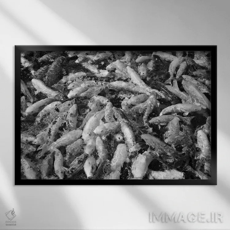 تابلو گروه ماهیهای کوی اثر دنیس فراتس - نمای قابدار مشکی