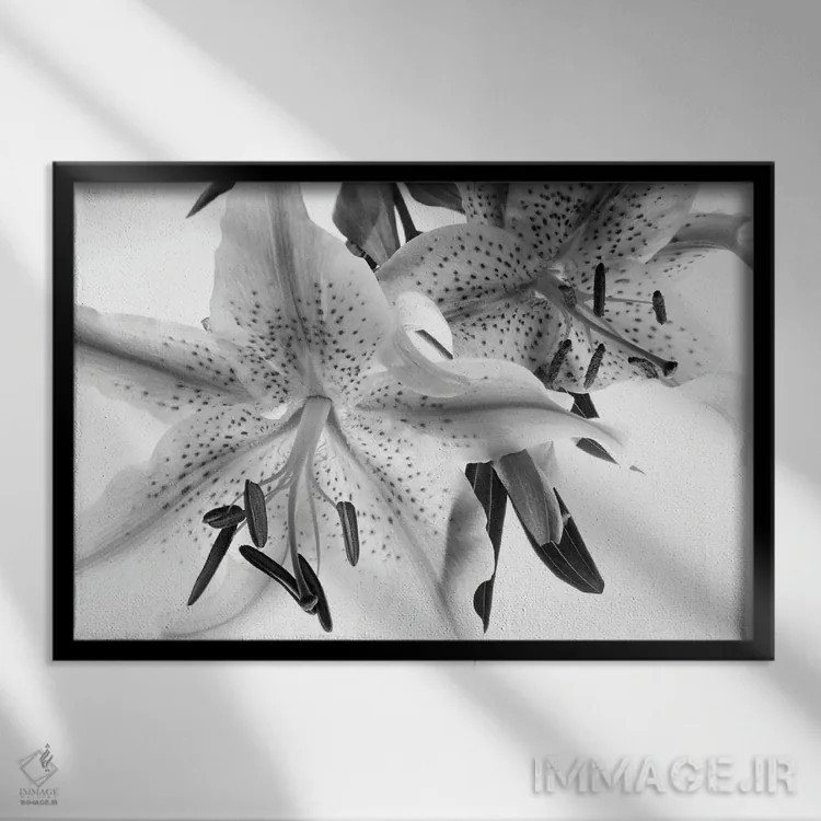 تابلو نمای نزدیک از سوسن اثر دنیس فراتس - نمای قابدار مشکی