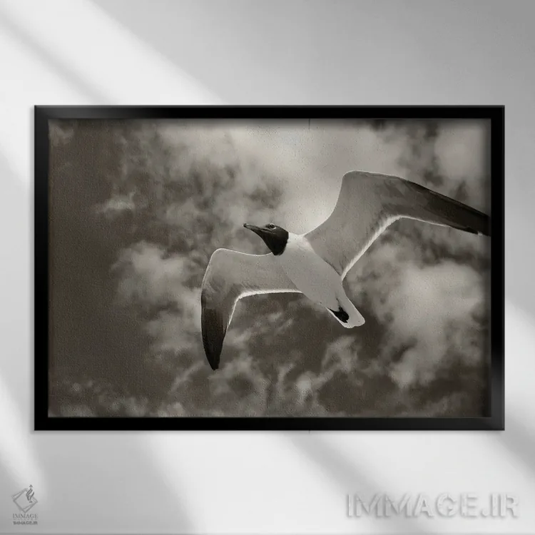 تابلو مرغ دریایی در پرواز II اثر دنیس فراتس - نمای قابدار مشکی