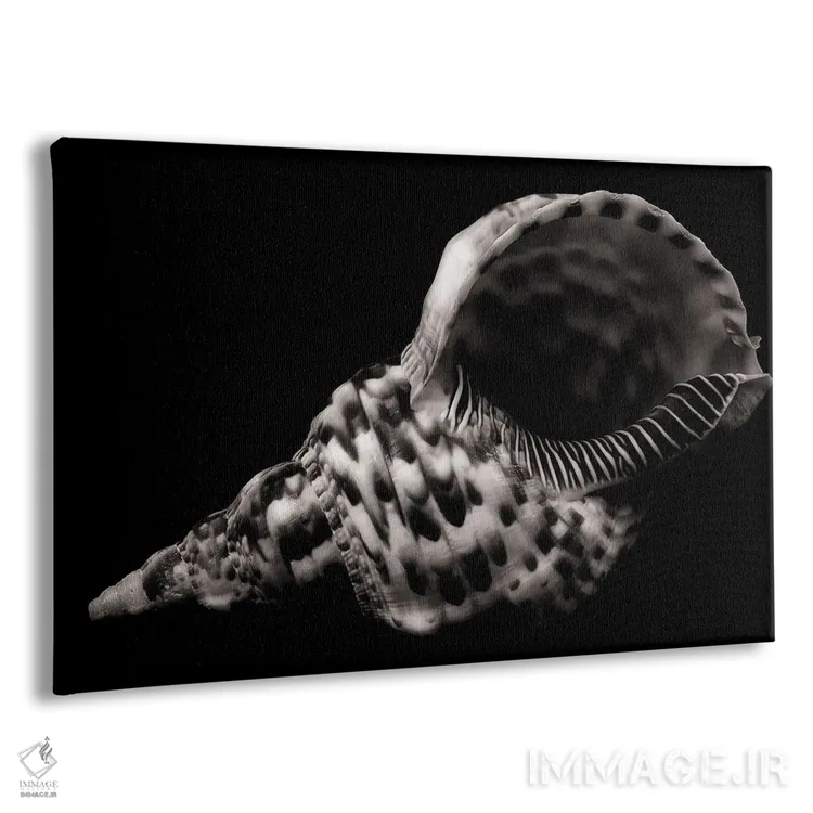 تابلو صدف بزرگ اثر دنیس فراتس - نمای پرسپکتیو محصول