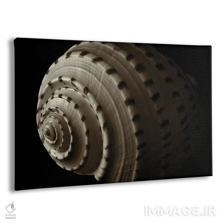 تابلو صدف مارپیچی ۳ اثر دنیس فراتس - نمای پرسپکتیو محصول
