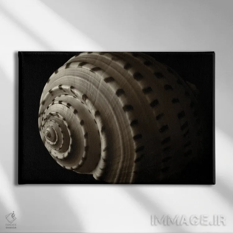 تابلو صدف مارپیچی ۳ اثر دنیس فراتس - نمای روبهرو روی دیوار
