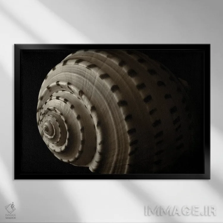 تابلو صدف مارپیچی ۳ اثر دنیس فراتس - نمای قابدار مشکی