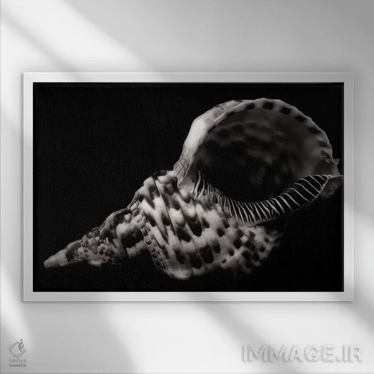 تابلو صدف بزرگ اثر دنیس فراتس - نمای قابدار سفید