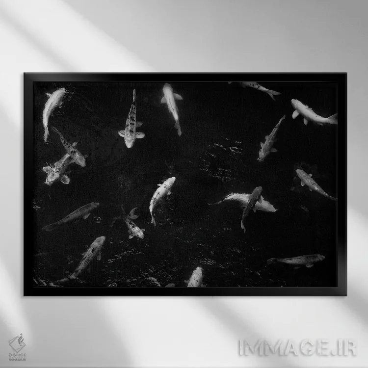 تابلو کوی از بالا ۲ (نوعی ماهی زینتی) اثر دنیس فراتس - نمای قابدار مشکی