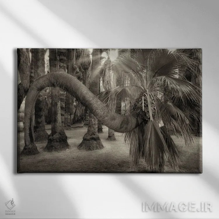 تابلو نخل پیچخورده اثر دنیس فراتس - نمای روبهرو روی دیوار