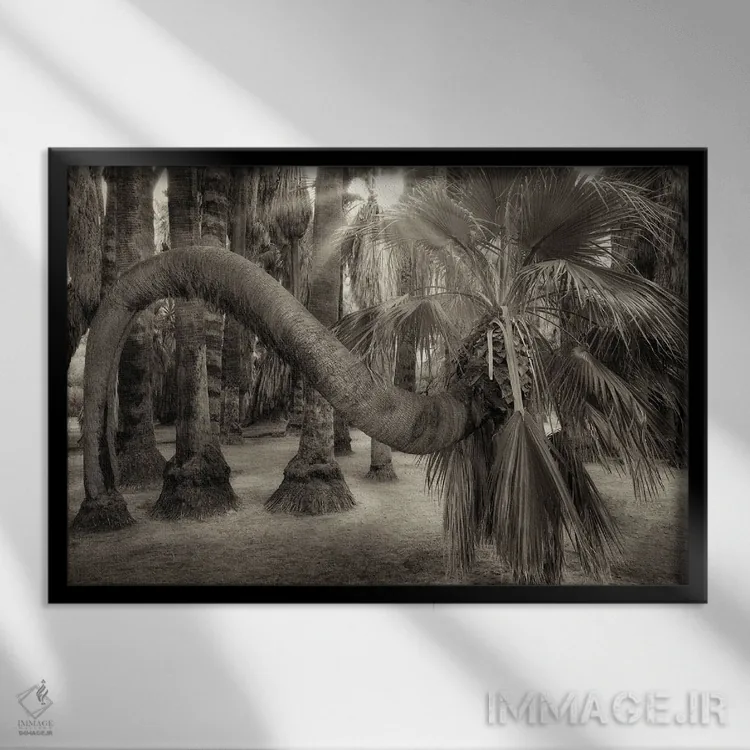 تابلو نخل پیچخورده اثر دنیس فراتس - نمای قابدار مشکی