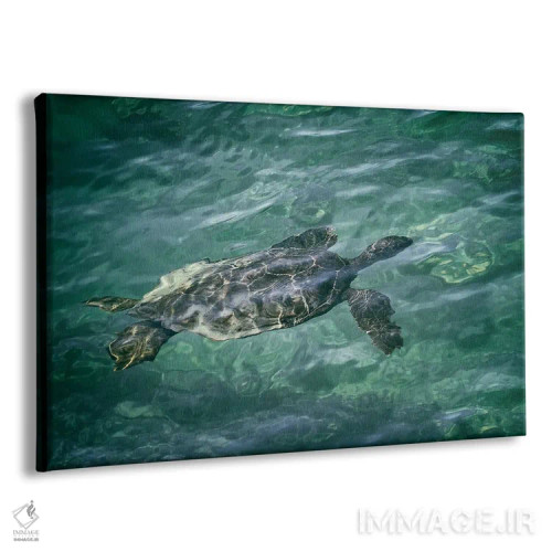 تابلو لاکپشت دریایی ۴ اثر دنیس فراتس - نمای پرسپکتیو محصول