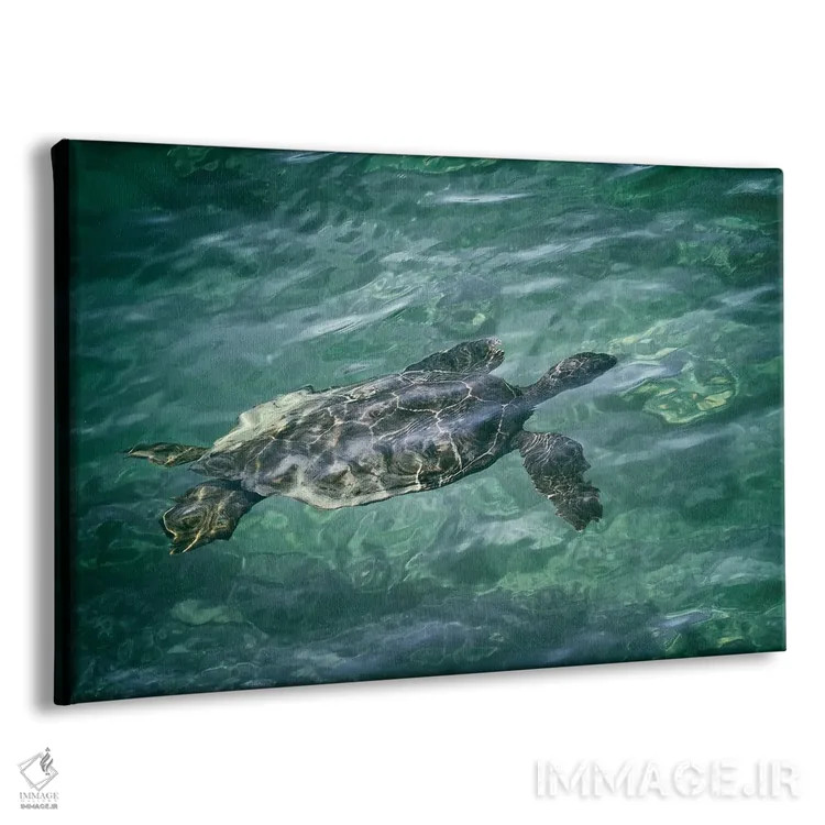 تابلو لاکپشت دریایی ۴ اثر دنیس فراتس - نمای پرسپکتیو محصول