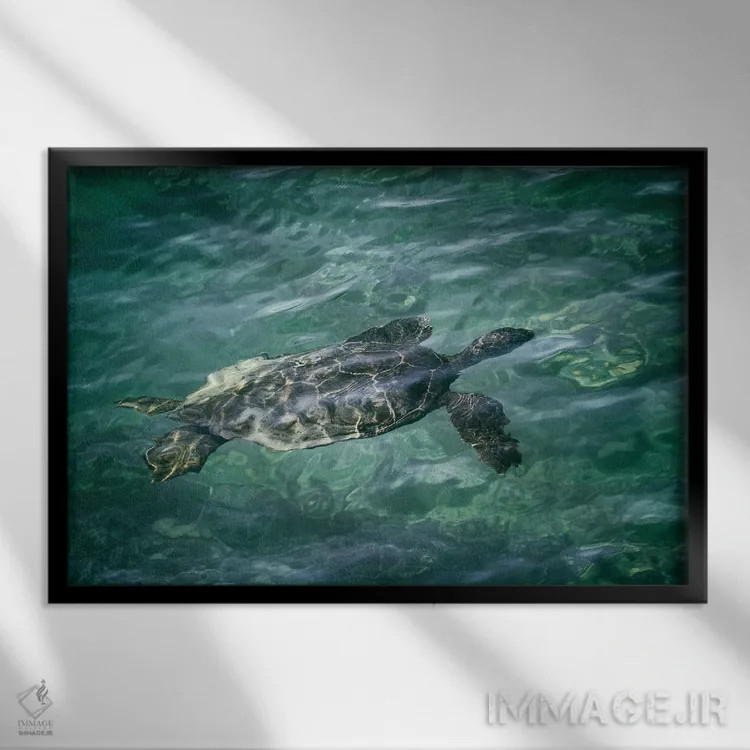 تابلو لاکپشت دریایی ۴ اثر دنیس فراتس - نمای قابدار مشکی