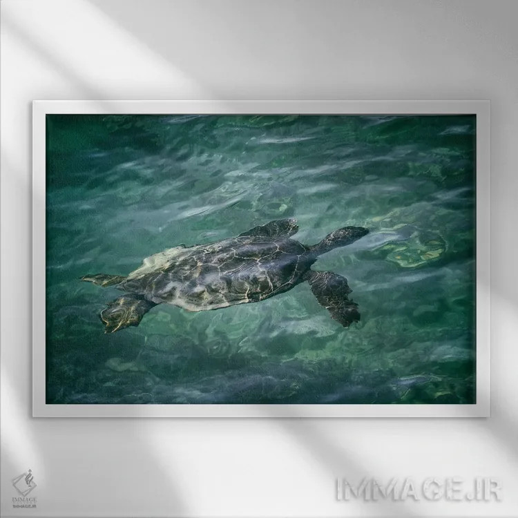 تابلو لاکپشت دریایی ۴ اثر دنیس فراتس - نمای قابدار سفید