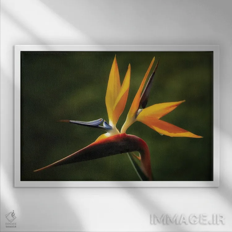 تابلو پرندهٔ بهشتی (گل) اثر دنیس فراتس - نمای قابدار سفید