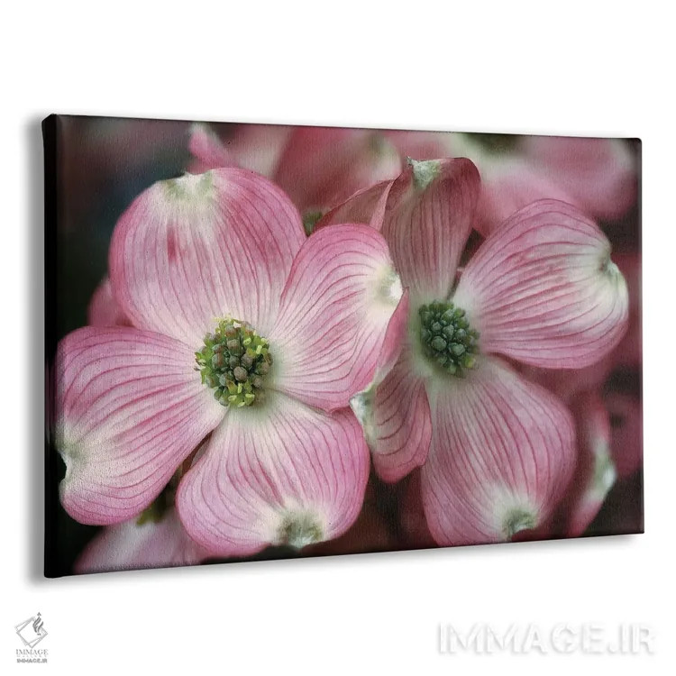 تابلو درخت درگوود (نوعی درخت) اثر دنیس فراتس - نمای پرسپکتیو محصول