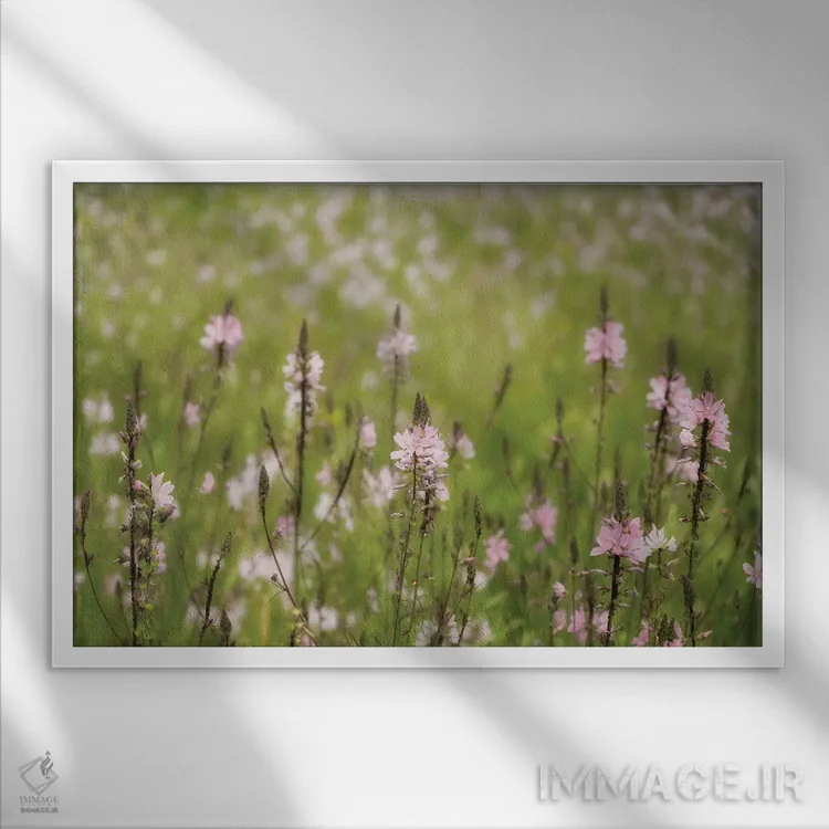 تابلو گلهای وحشی پنج اثر دنیس فراتس - نمای قابدار سفید