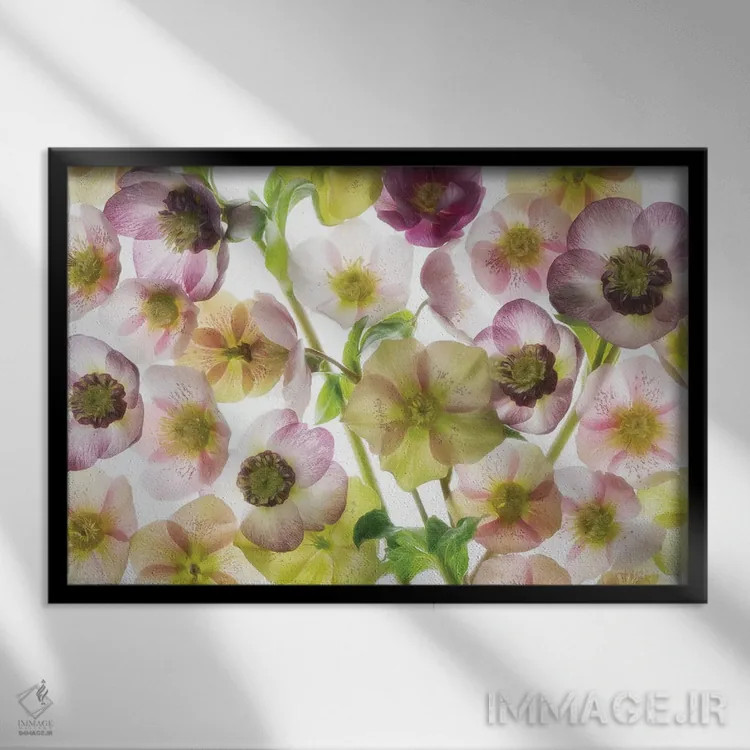 تابلو گل هللبور ۲ (گیاه) اثر دنیس فراتس - نمای قابدار مشکی