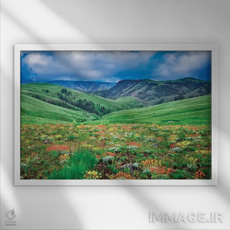 تابلو گلهای وحشی کوهستان ۳ اثر دنیس فراتس - نمای قابدار سفید