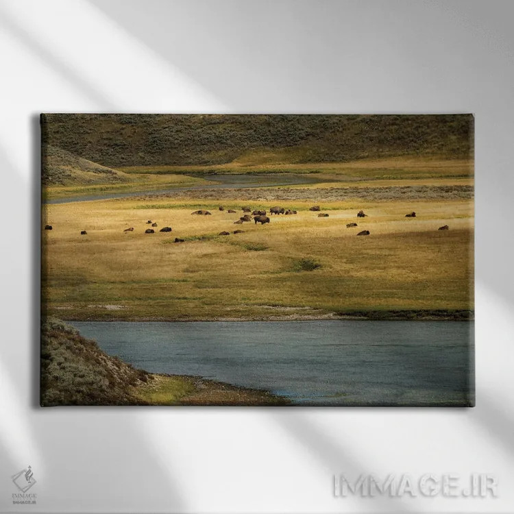 تابلو چمنزار بوفالو اثر دنیس فراتس - نمای روبهرو روی دیوار