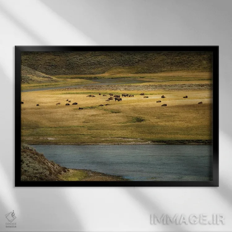 تابلو چمنزار بوفالو اثر دنیس فراتس - نمای قابدار مشکی