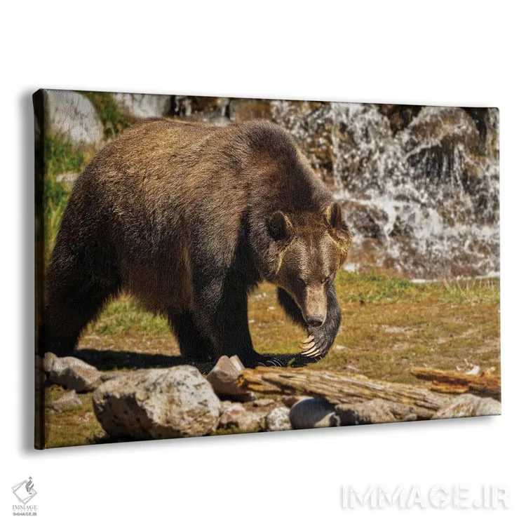تابلو خرس گریزلی ۳ اثر دنیس فراتس - نمای پرسپکتیو محصول