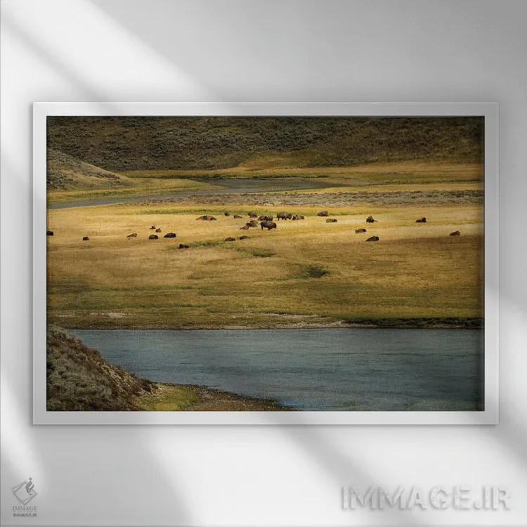 تابلو چمنزار بوفالو اثر دنیس فراتس - نمای قابدار سفید