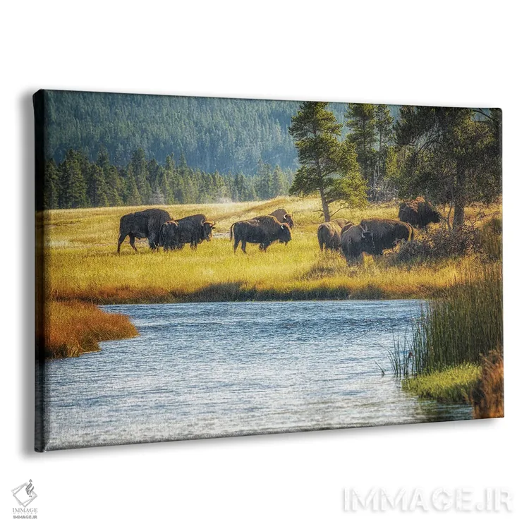تابلو بوفالو و جویبار اثر دنیس فراتس - نمای پرسپکتیو محصول