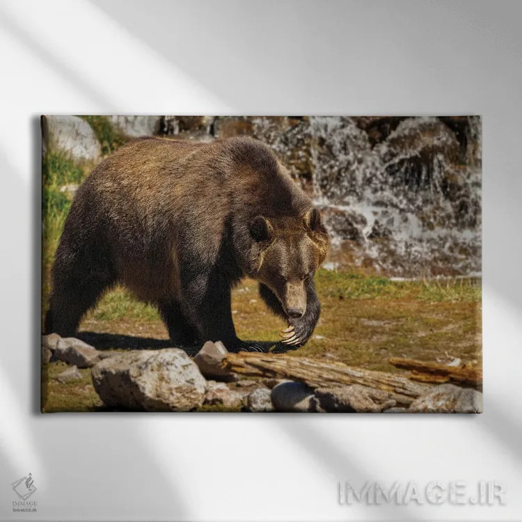 تابلو خرس گریزلی ۳ اثر دنیس فراتس - نمای روبهرو روی دیوار