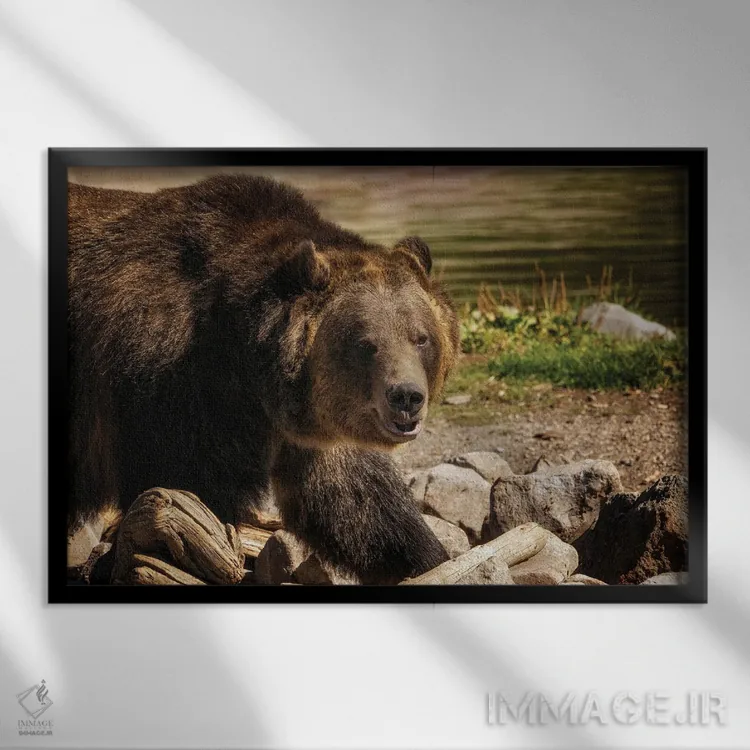 تابلو خرس گریزلی ۴ اثر دنیس فراتس - نمای قابدار مشکی