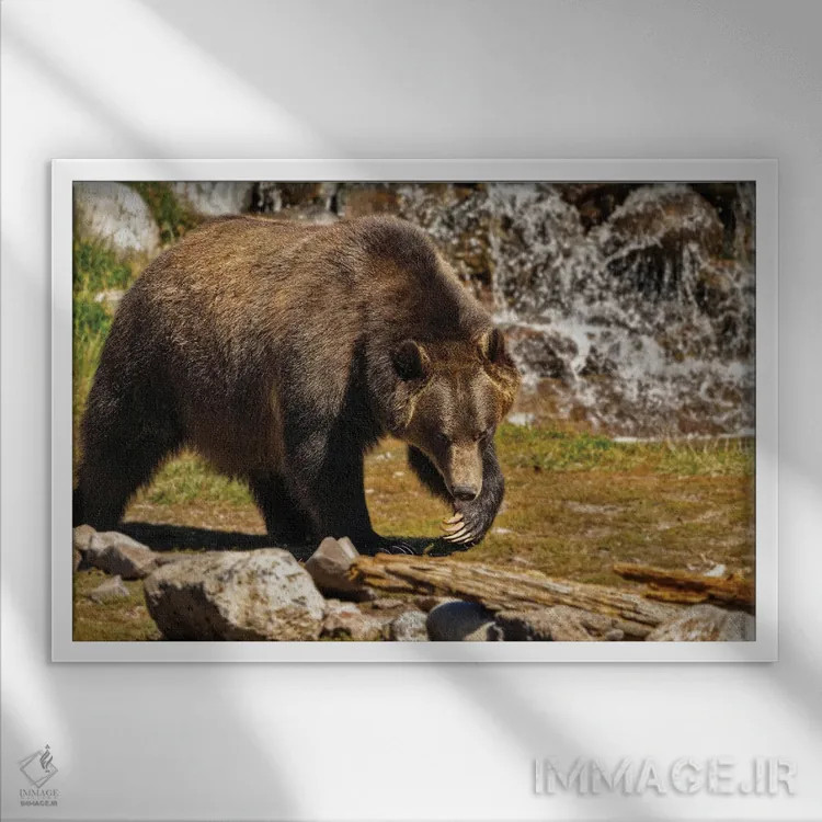 تابلو خرس گریزلی ۳ اثر دنیس فراتس - نمای قابدار سفید