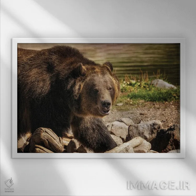 تابلو خرس گریزلی ۴ اثر دنیس فراتس - نمای قابدار سفید
