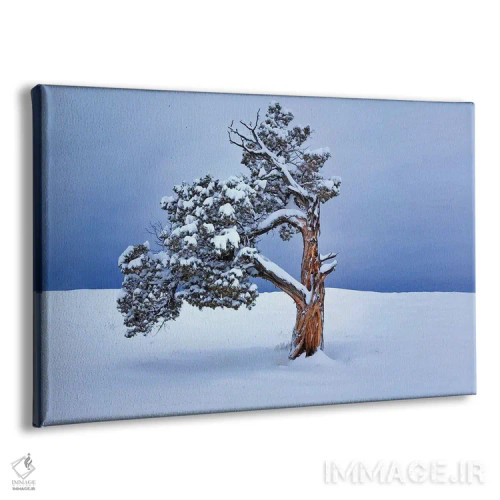 تابلو درخت تنها در زمستان اثر دنیس فراتس - نمای پرسپکتیو محصول
