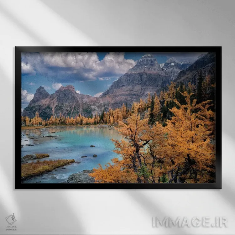 تابلو درخت لارچ کوهستان راکی (نوع درخت) اثر دنیس فراتس - نمای قابدار مشکی
