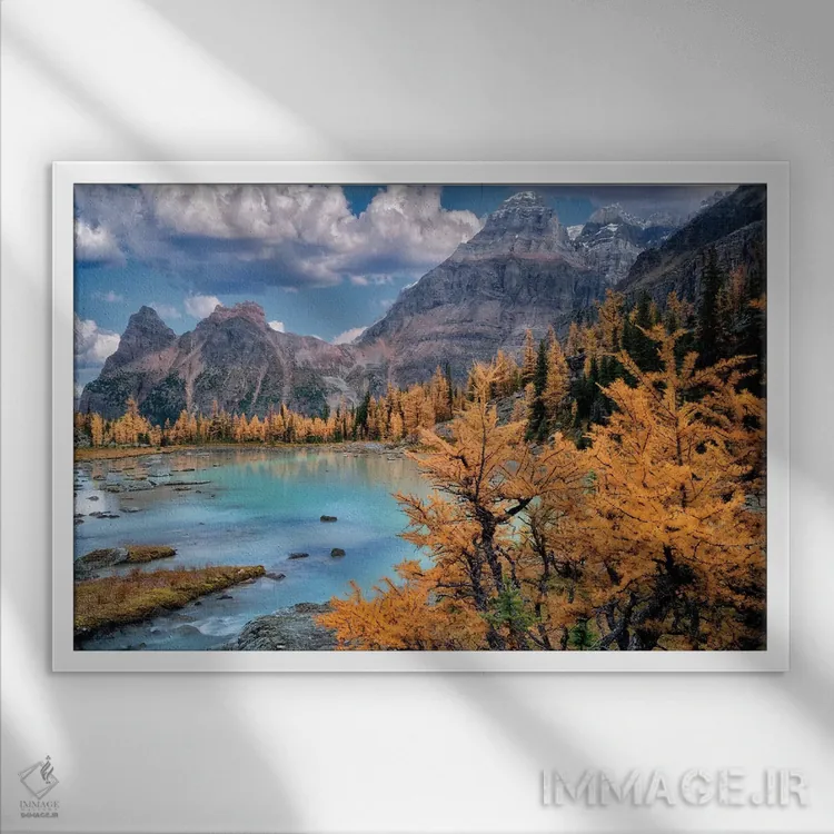 تابلو درخت لارچ کوهستان راکی (نوع درخت) اثر دنیس فراتس - نمای قابدار سفید