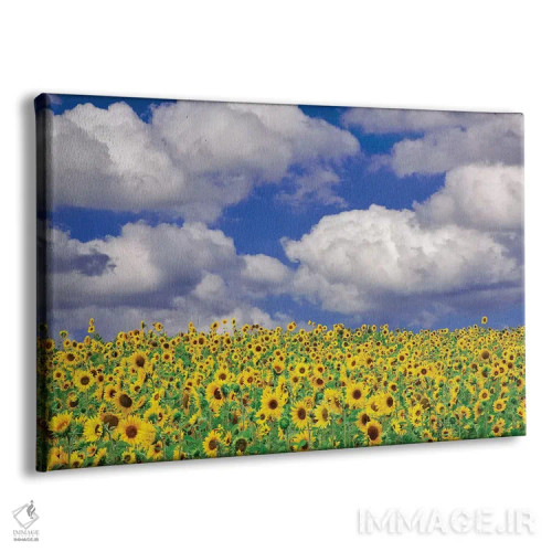 تابلو گل آفتابگردان آفتابی اثر دنیس فراتس - نمای پرسپکتیو محصول