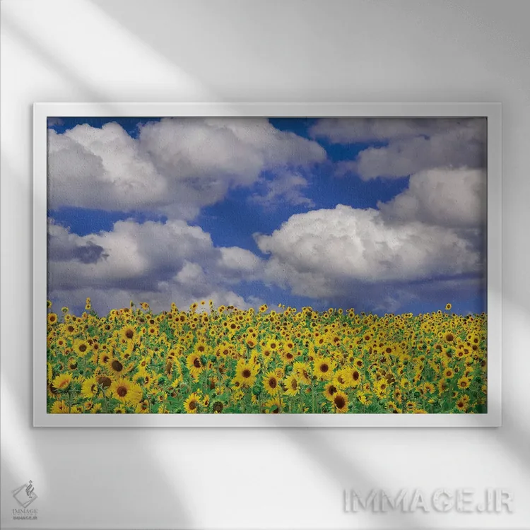 تابلو گل آفتابگردان آفتابی اثر دنیس فراتس - نمای قابدار سفید
