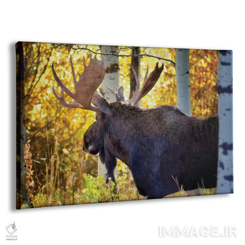 تابلو گوزن تتون (پارک ملی تتون) اثر دنیس فراتس - نمای پرسپکتیو محصول