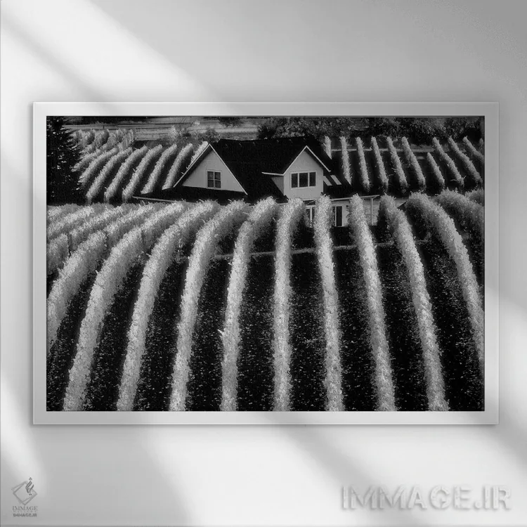 تابلو ردیفهای تاکستان اثر دنیس فراتس - نمای قابدار سفید