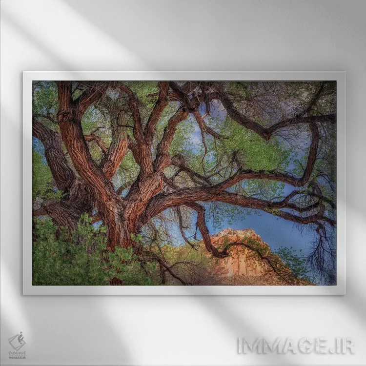 تابلو درخت گستردهٔ وحشی اثر دنیس فراتس - نمای قابدار سفید