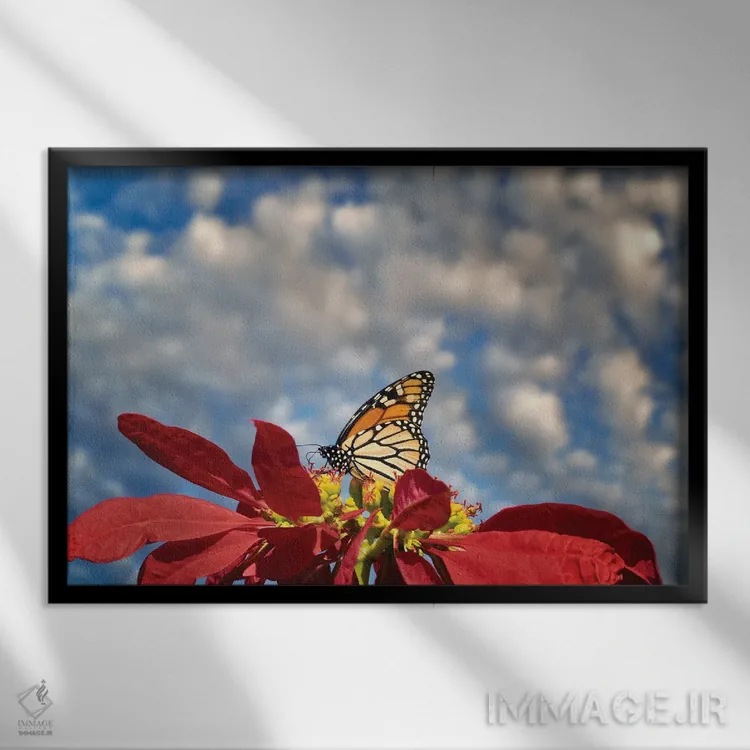 تابلو پروانههای شهریار ۳ (نوع پروانه) اثر دنیس فراتس - نمای قابدار مشکی