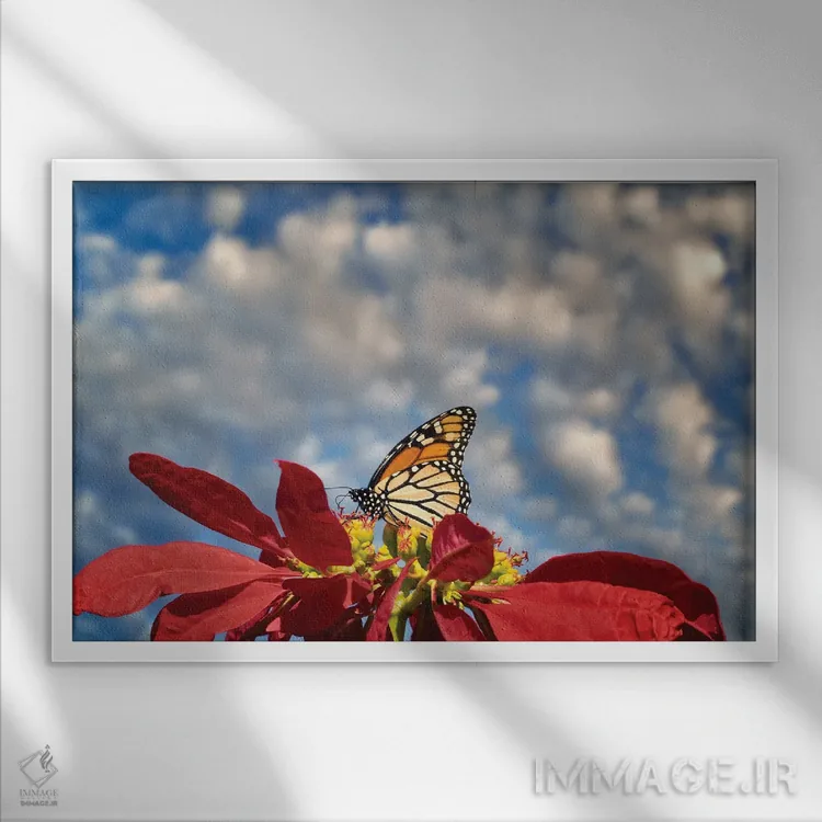 تابلو پروانههای شهریار ۳ (نوع پروانه) اثر دنیس فراتس - نمای قابدار سفید