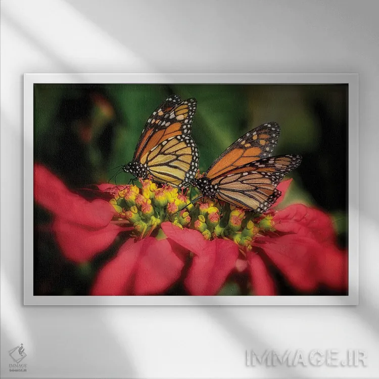 تابلو پروانههای شهریار ۴ (نوع پروانه) اثر دنیس فراتس - نمای قابدار سفید