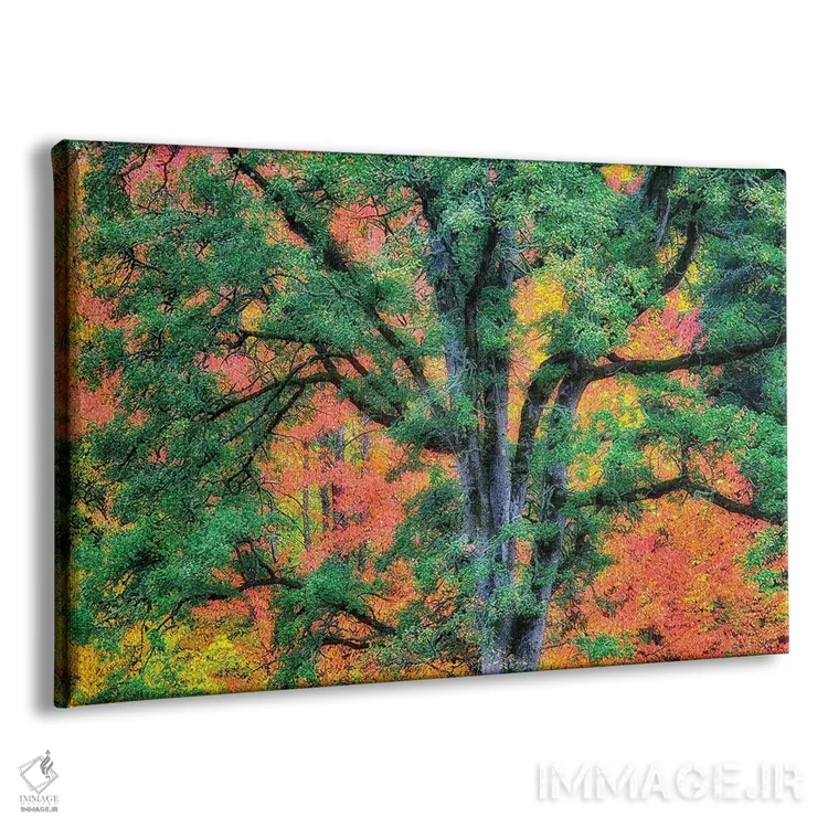 تابلو بلوط پاییزی اثر دنیس فراتس - نمای پرسپکتیو محصول