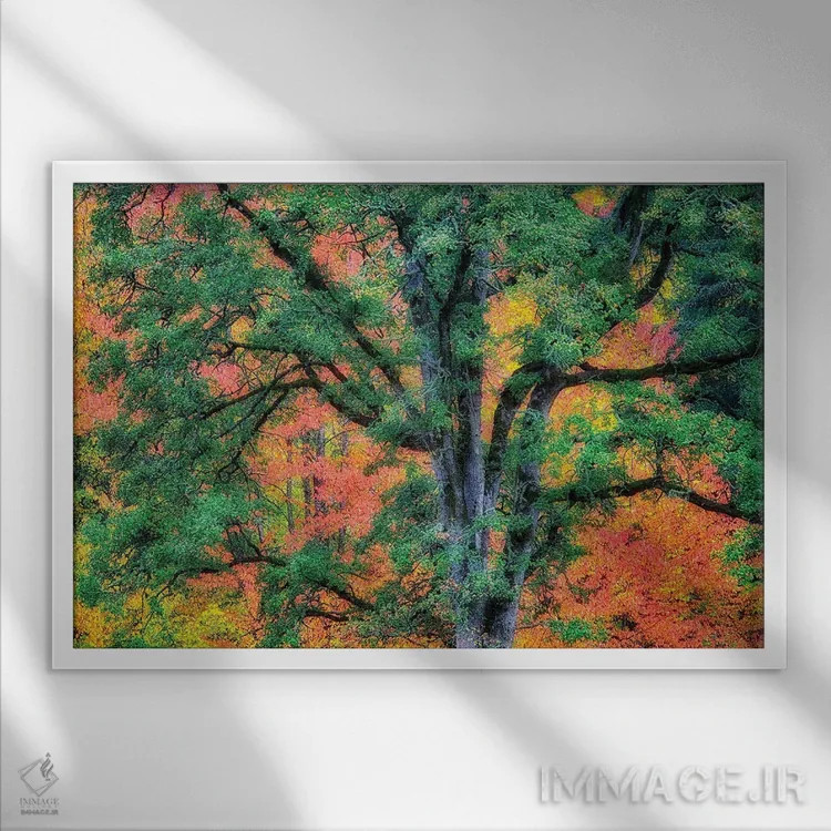 تابلو بلوط پاییزی اثر دنیس فراتس - نمای قابدار سفید