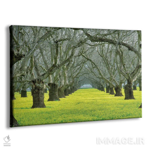تابلو باغ گردو اثر دنیس فراتس - نمای پرسپکتیو محصول