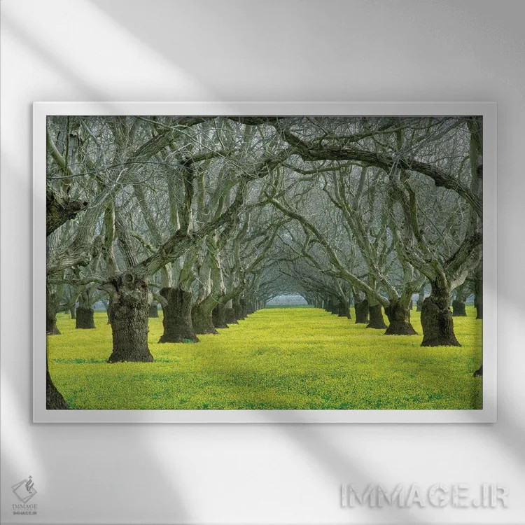 تابلو باغ گردو اثر دنیس فراتس - نمای قابدار سفید