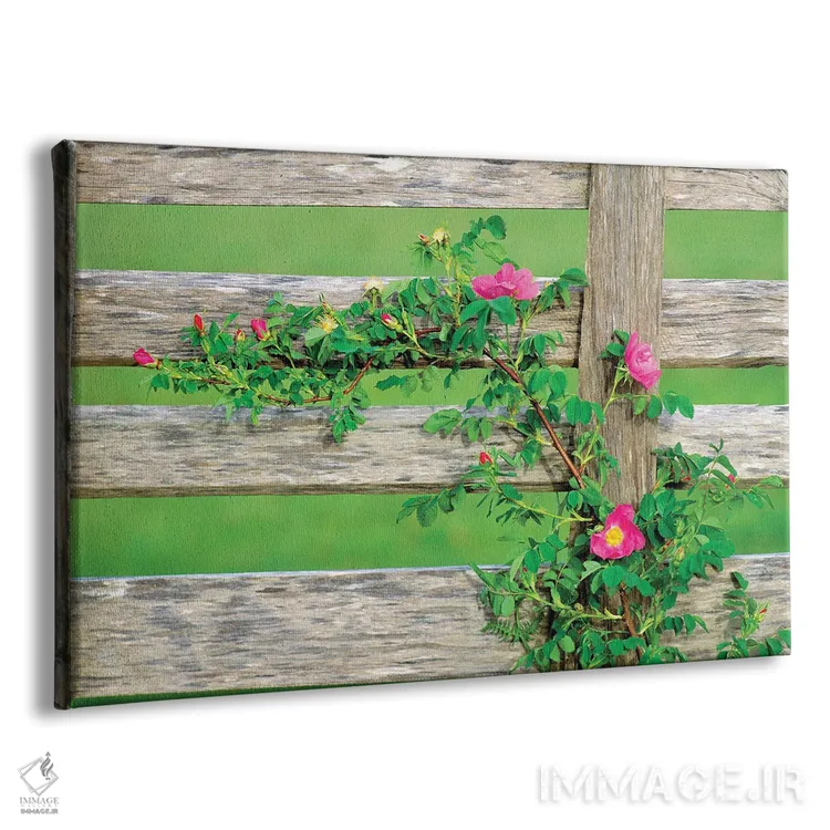 تابلو رز روی حصار اثر دنیس فراتس - نمای پرسپکتیو محصول