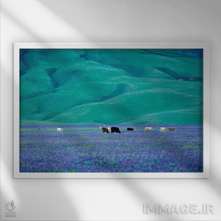 تابلو گاوها در مزرعه لوپین یک اثر دنیس فراتس - نمای قابدار سفید